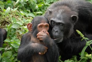 Ngamba Chimpanzee