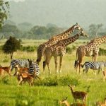 Uganda Safari