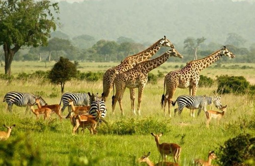 Uganda Safari