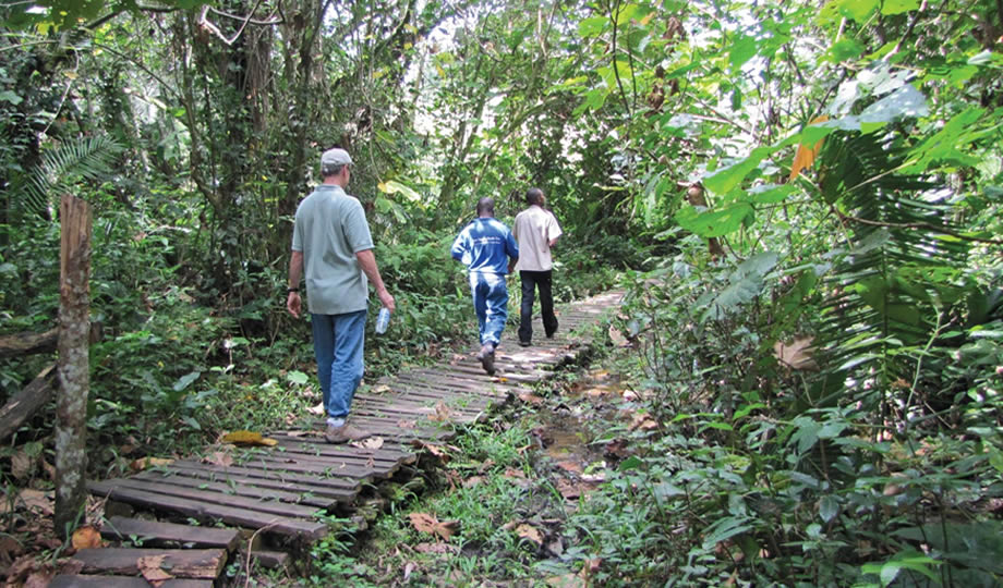 Kibale Forest Walk