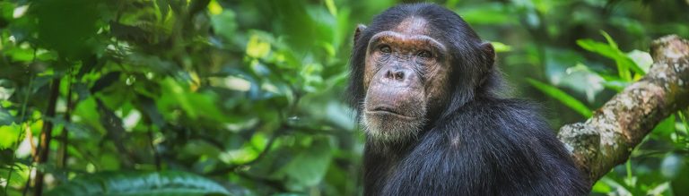 Kibale Chimpanzee Safari