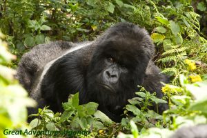 28 Years of Gorilla Tourism