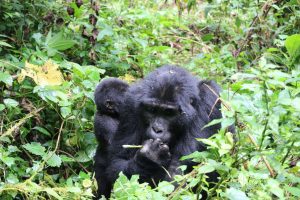 Bwindi Forest Gorilla