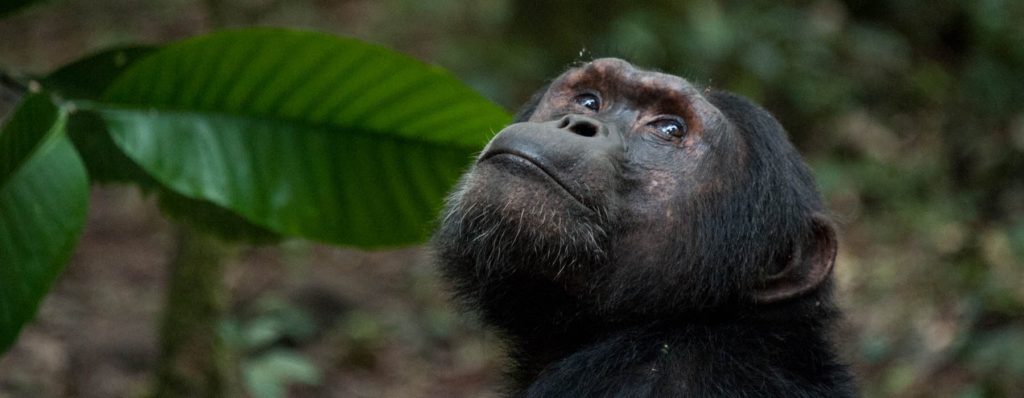 Uganda Chimpanzee Tour