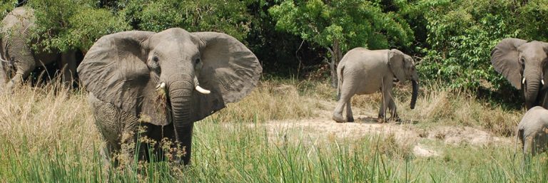 Elephants in Murchison Falls National Park