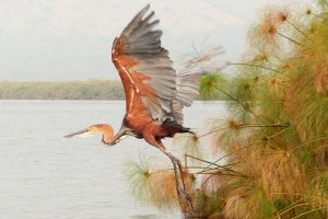 Goliath Heron