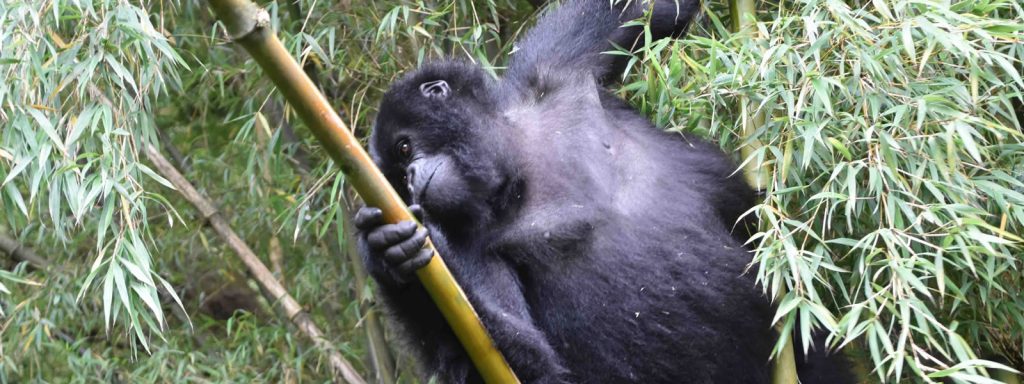 Mgahinga Gorilla