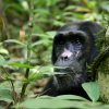 Enjoy Wildlife Safaris and Primate Treks in Uganda