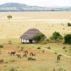 How Much Time Do You Need on a Uganda Safari?