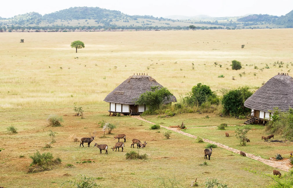 Ideal Uganda Safari