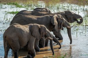 Ugandan Elephants