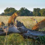 Kidepo Lions