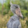Uganda’s Game Reserves Set to Become National Parks