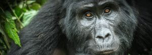 Bwindi Mountain Gorilla